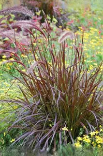 Purple Fountain Grass 'Pennisetum S. Rubrum' (3 Gallon)