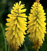 Kniphofia ‘Glowstick’ (1 Gallon) — Red Hot Poker