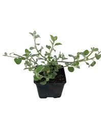 Helichrysum - White Licorice 4"