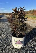 Callicarpa americana Purple Beautyberry (3 Gallon)