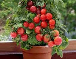 Porch Tomato Bush (1 Gallon)