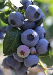 Blueberry Bush "Woodard" 3 Gallon