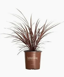 Cordyline 'Red Sensation' (3 Gallon)