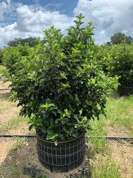 Viburnum Odoratissimum (30 Gallon)