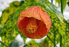 Abutilon(1 Gallon)