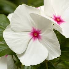 Catharanthus (4.5")