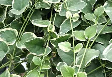 Vinca Vine (4")