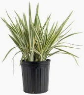 Flax Lily- 1 Gallon