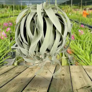 Tilandsia (Air Plant) - Large