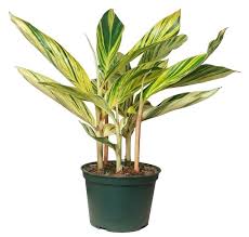 Ginger 'Alpina' (3 Gallon)