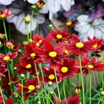 Coreopsis 'Lil Bang Red' (1 Gallon)