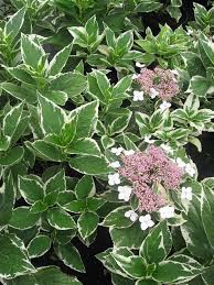 Hydrangea macrophylla ‘Variegata’ (3 Gallon)
