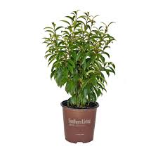 Stellar Ruby Banana Shrub – 3 Gallon