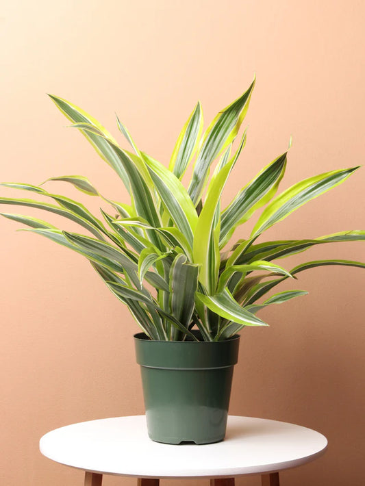 Dracaena Warneckii ‘Lemon Lime’ / Gold Star (8")