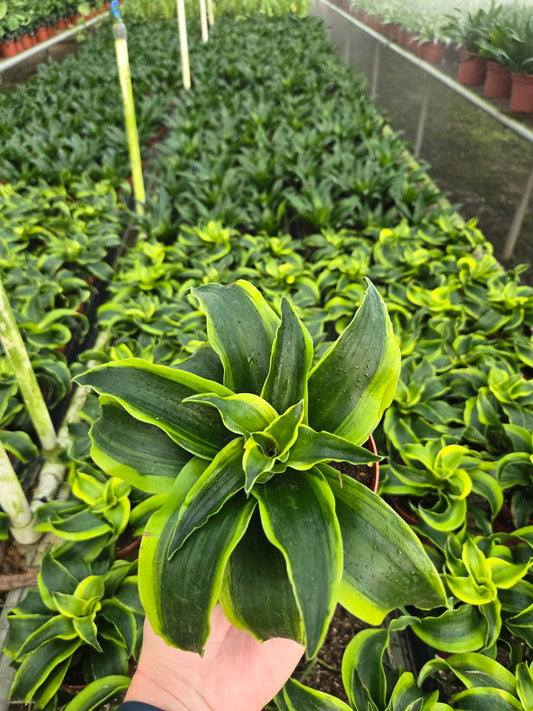 Dracaena Tornado (4")