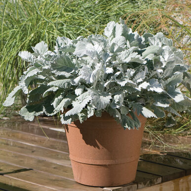 Dusty Miller New Look (1 Gallon)