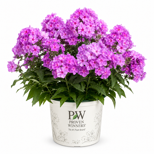 Phlox