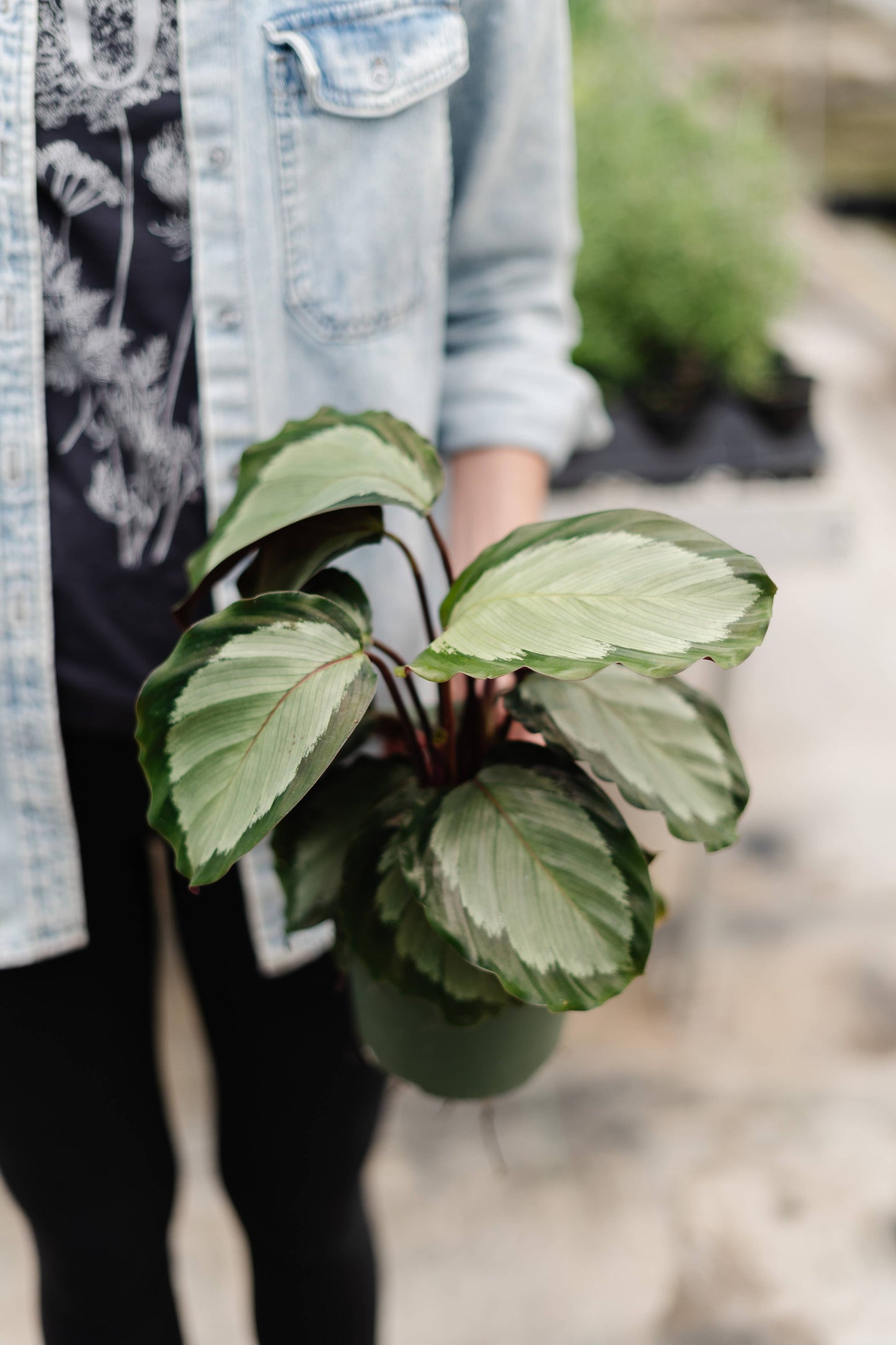 4" Calathea Assorted