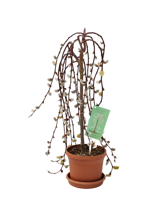 Pussy Willow Tree (2 Gallon)