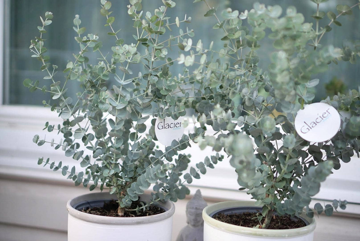 6" Glacier Eucalyptus