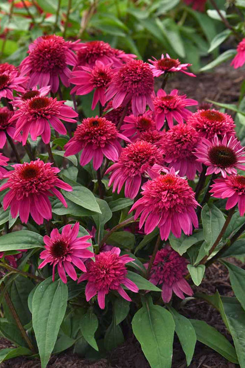 Echinacea Double Scoop 1 gal