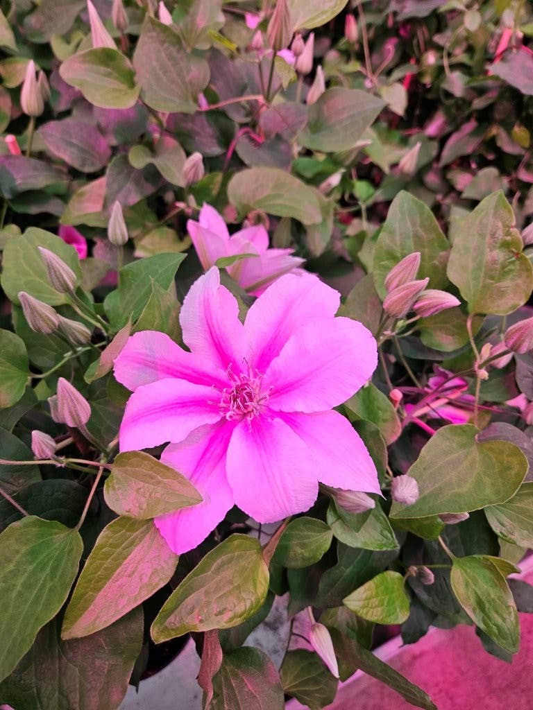 Clematis (2 Gallon)