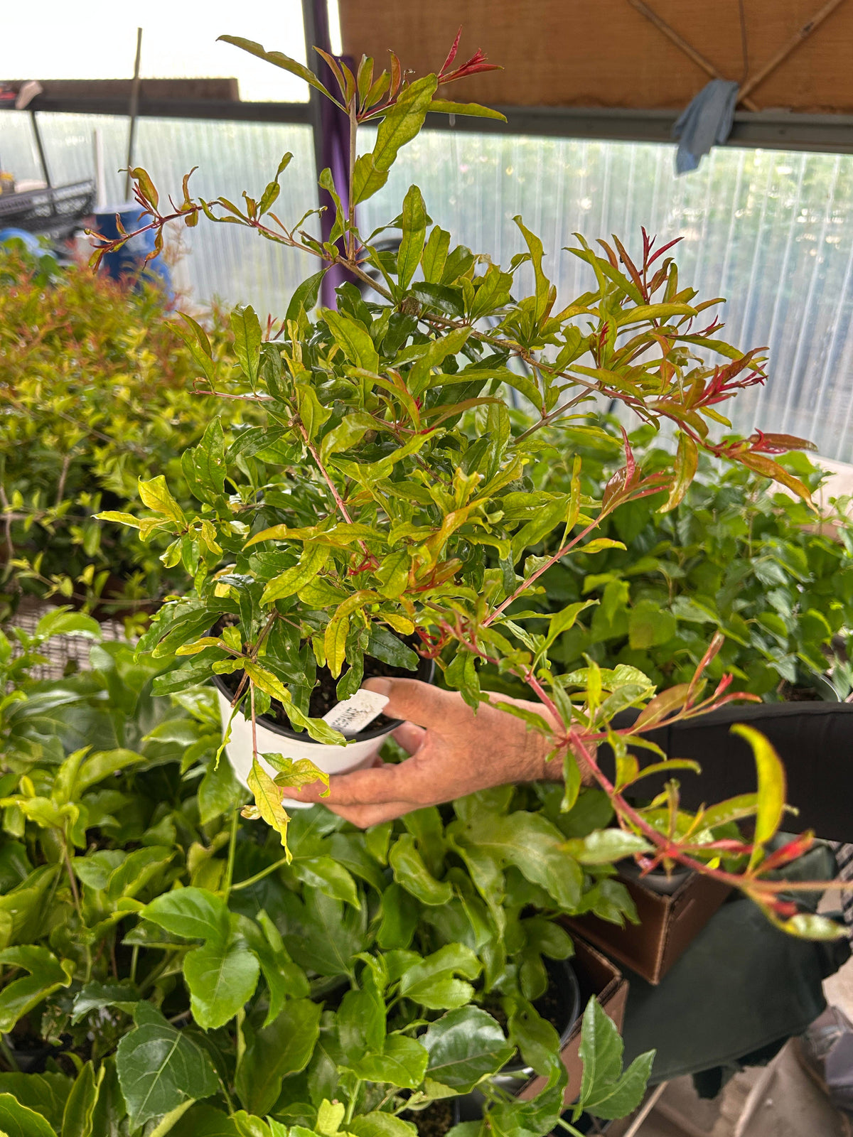 4" 'Wonderful' Pomegranates (Punica granatum)