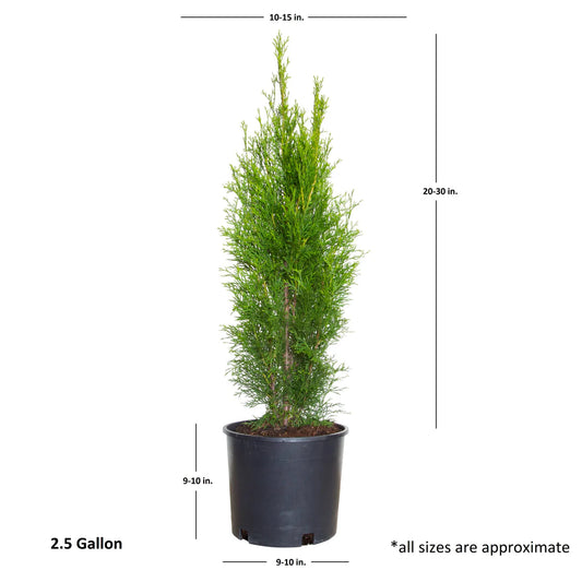 Arborvitae 'Emerald Green' (3 Gal)