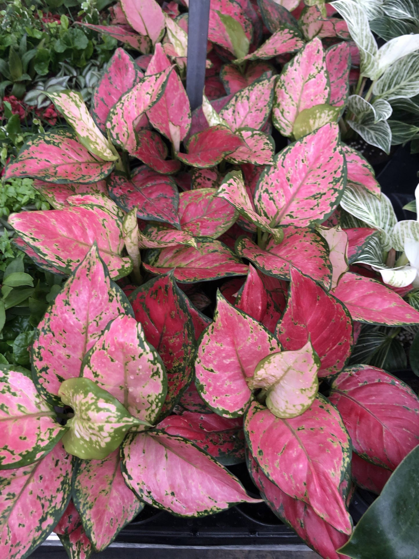 6" Aglaonema Very Red