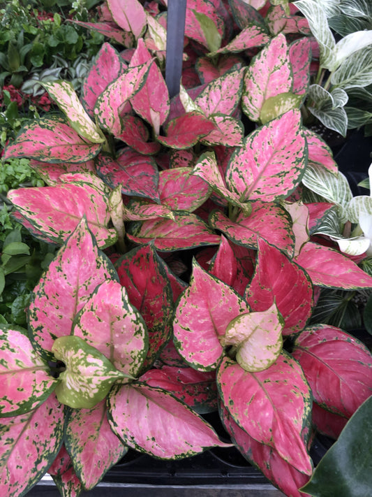 6" Aglaonema Very Red