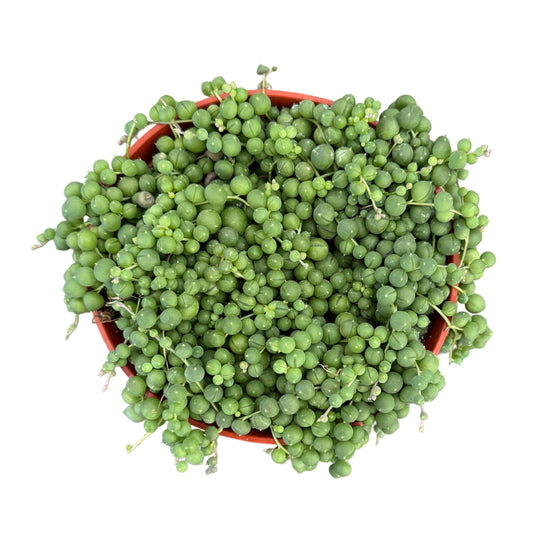 String of Pearls | 6 inch | Senecio rowleyanus