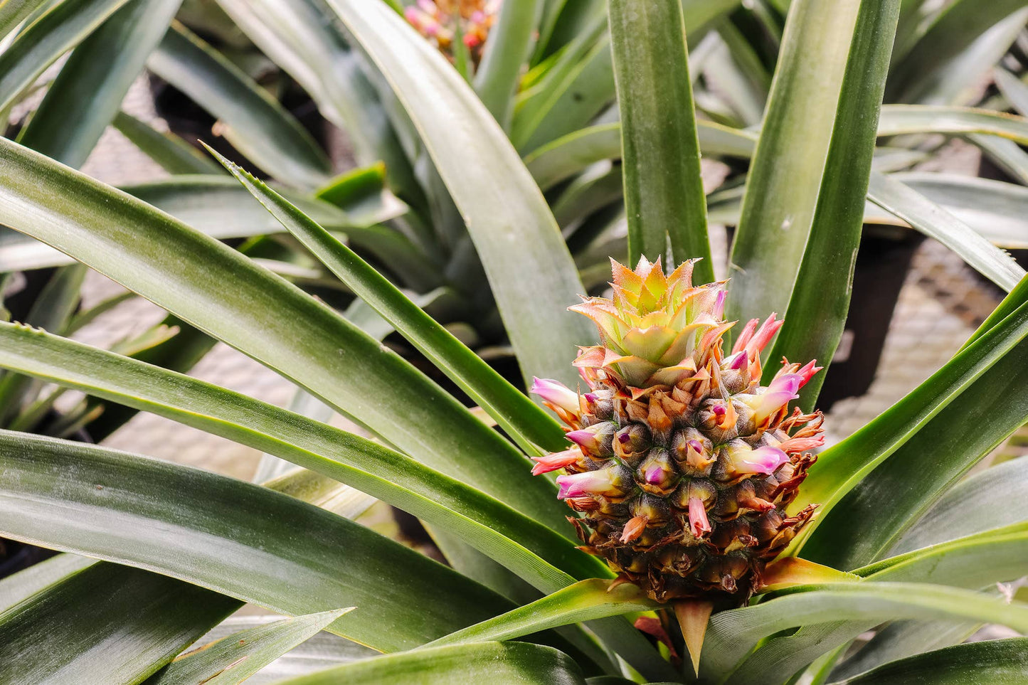 🍍 2 Gallon Pineapple Plant