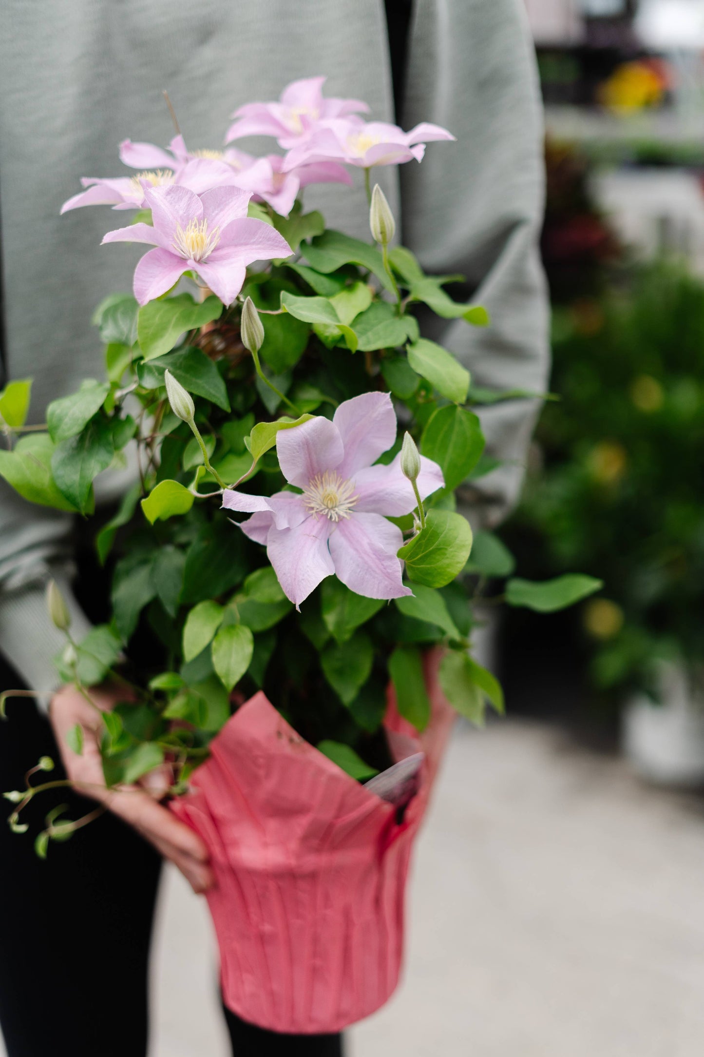 Clematis (2 Gallon)