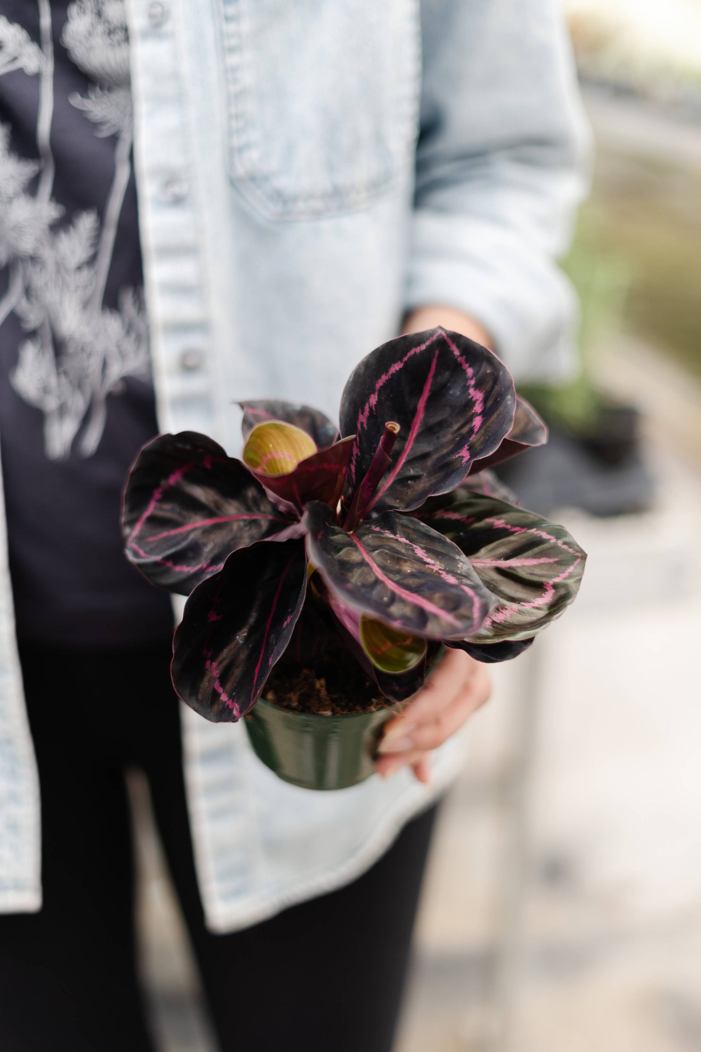 4" Calathea Assorted