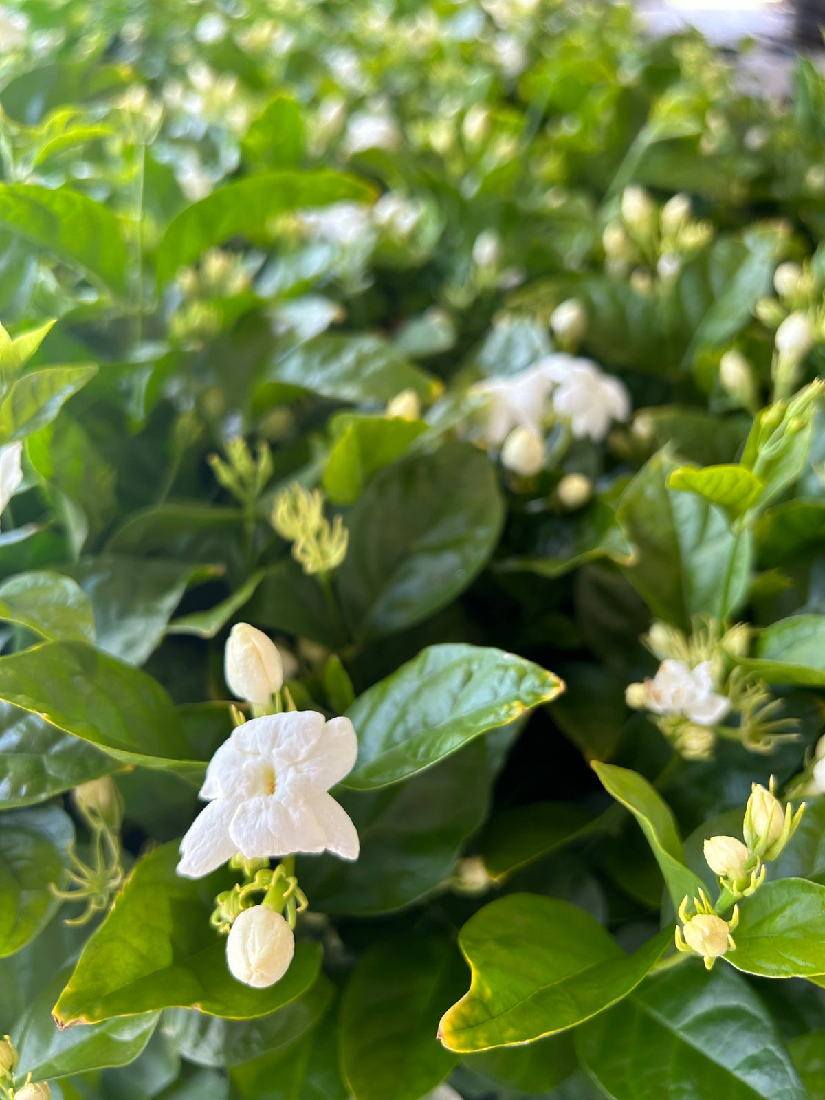 4" Jasmine sambac, 'Maid of Orleans'