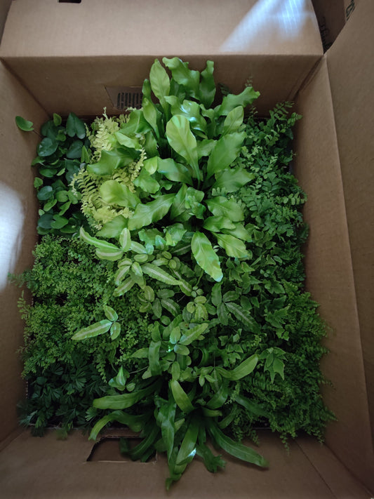 2" Fern Assorted
