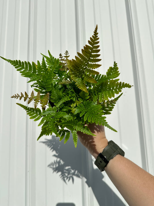 Autumn Fern (4")