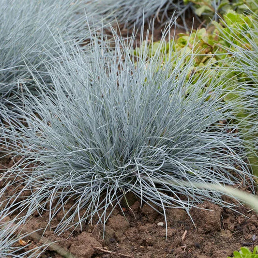 💙 Blue Fescue Grass – 4” Pot