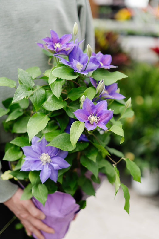 Clematis (2 Gallon)