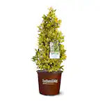 Ilex 'Golden Oakland' (3 Gla)