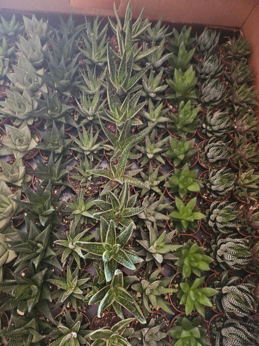 2” Succulents Haworthia Assorted