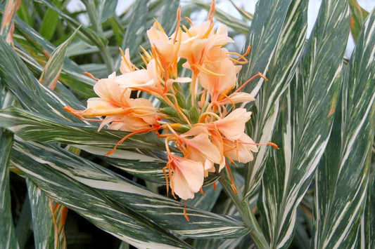 Ginger Lily 'Tahitian Flame' 7g