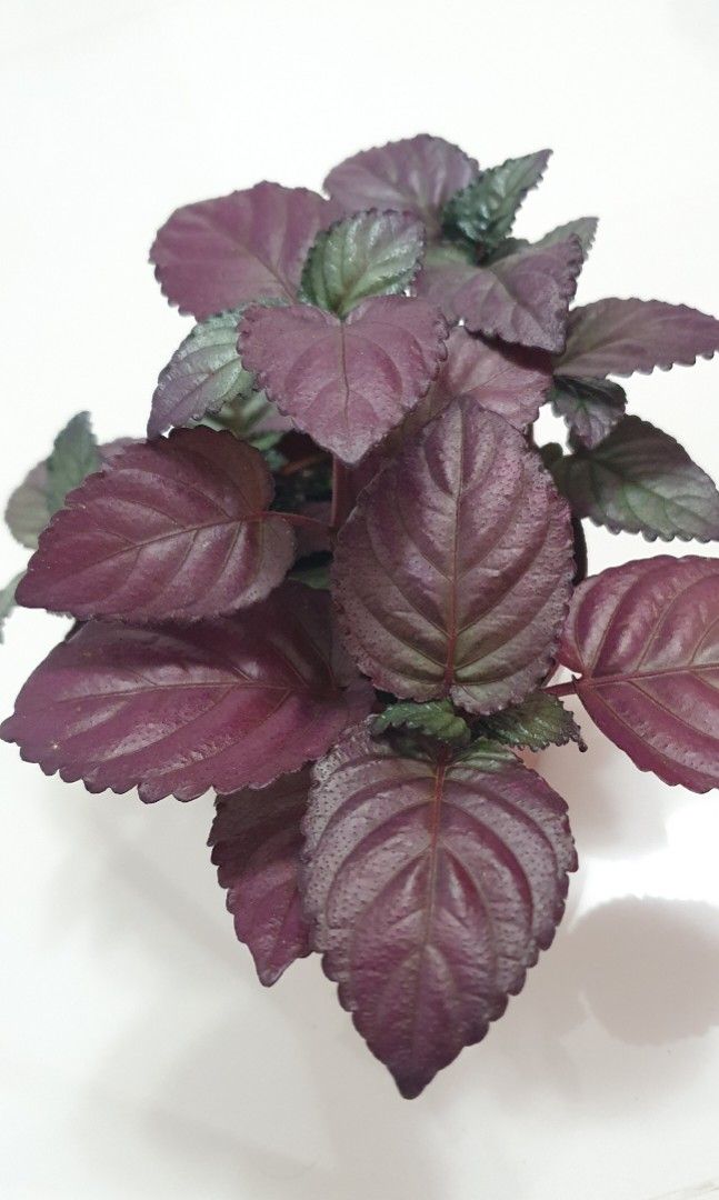 Hemigraphis 'Purple Waffle Plant' – 8" Pot