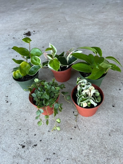 Assorted Hoya (4")