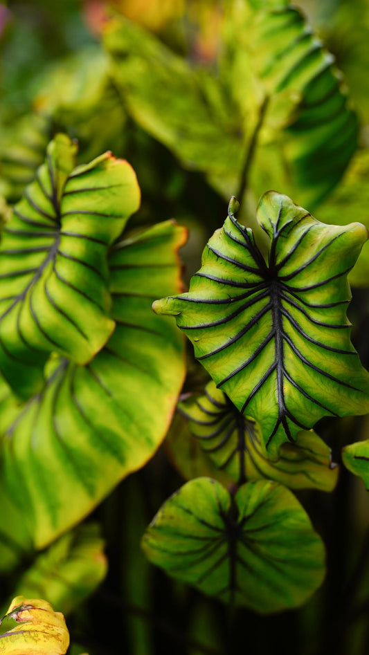 🌿 Colocasia ‘Pharaoh’s Mask’ (Elephant Ear)
