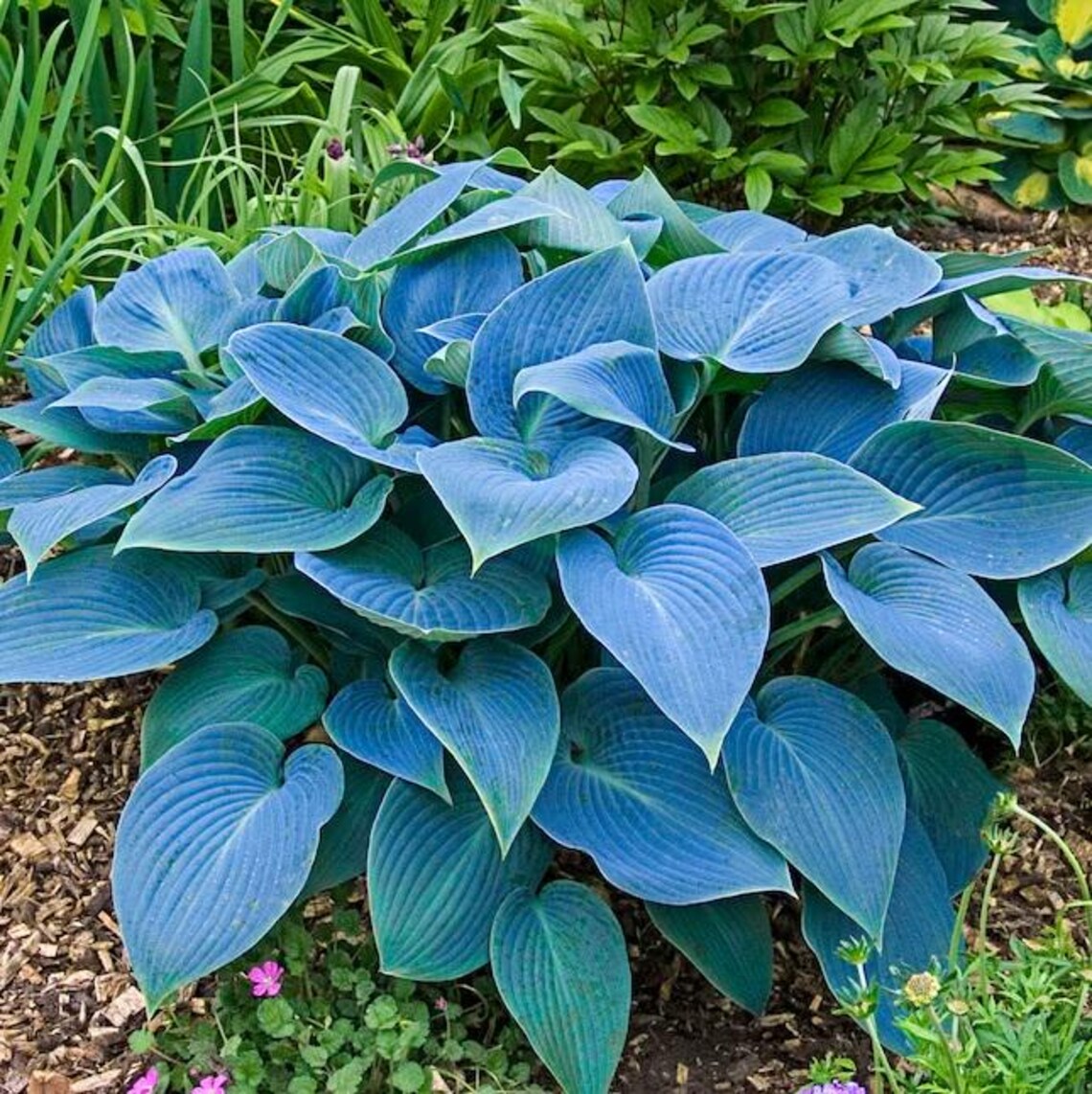 Hosta(3 Gallon)