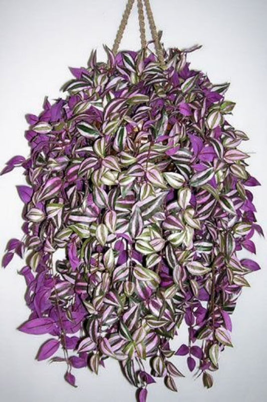 🌿 Wandering Jew Hanging Basket