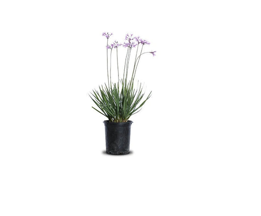 Society Garlic (1 Gallon)