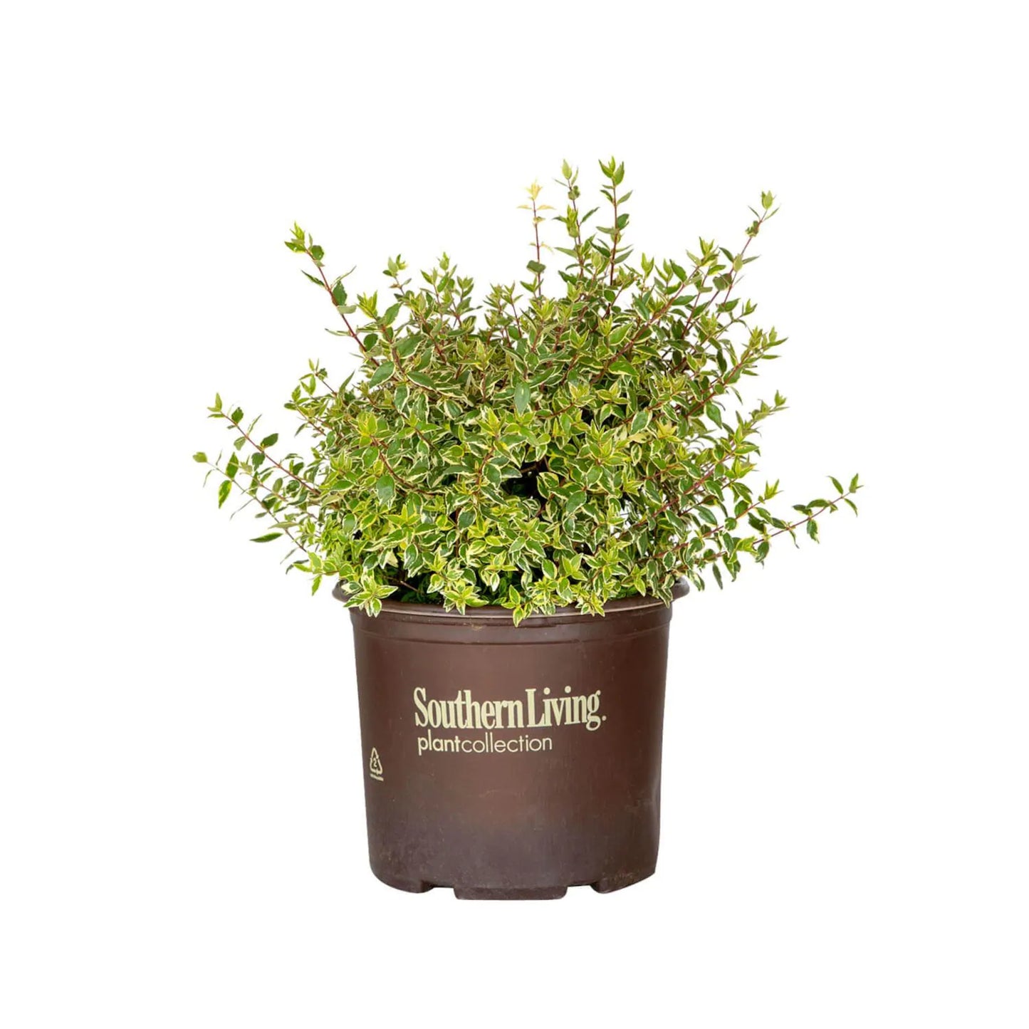 Abelia "Miss Lemon" (3 Gallon)