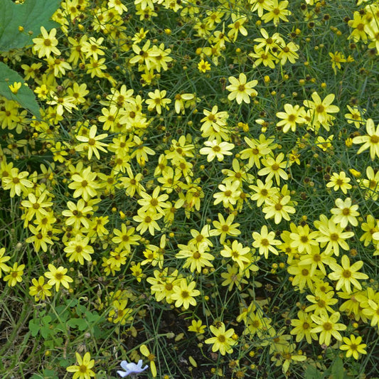 🌼 Coreopsis ‘Moonbeam’ – 1 Gallon (Yellow)